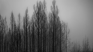 leafless trees, trees, monochrome