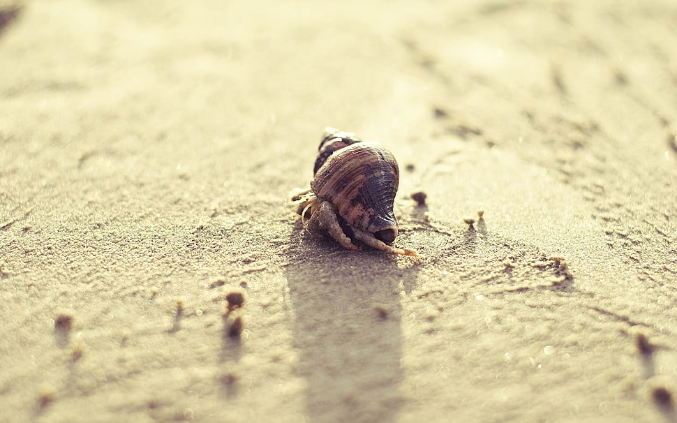 brown snail on sand in close-up photography HD wallpaper