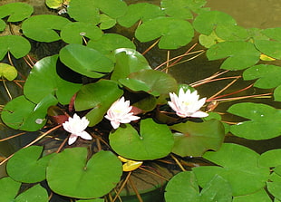 purple and white Lotus plants HD wallpaper