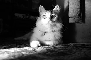 white cat, cat, monochrome, photography, animals HD wallpaper