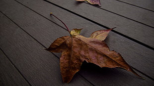 brown and red floral textile, leaves, fall