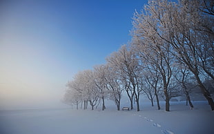 white leaf tree with snow under bluesky during daytime HD wallpaper