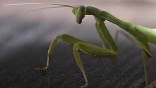 close-up photgraphy green Praying mantis HD wallpaper
