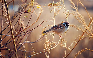 old-world's sparrow perching on tree branch HD wallpaper