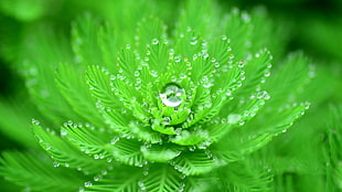 green leafed plant with water due, closeup, water drops, nature, macro HD wallpaper