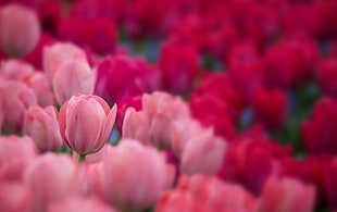 pink and red Tulips HD wallpaper