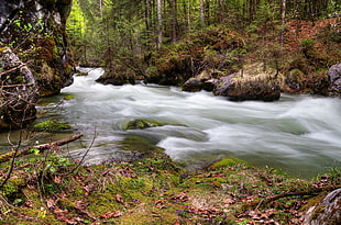 photography of forest river during daytime HD wallpaper