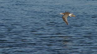 time lapse photography of brown sea gull flying during daytiume HD wallpaper