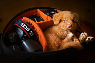 shallow focus photography of Golden Retriever puppy inside camera bag HD wallpaper