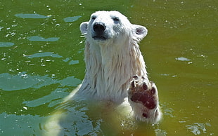 polar bear swimming on lake HD wallpaper