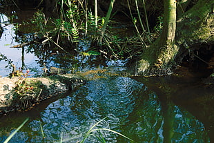 photo of body of water near trees