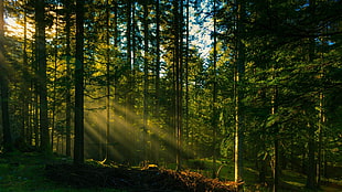 forest during daytime, forest, sunlight, grass, photography HD wallpaper