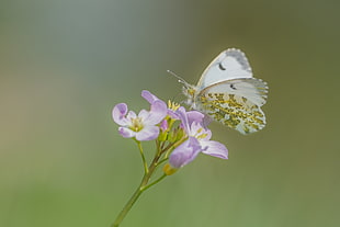 selective photography of butterfly on top of flowers HD wallpaper