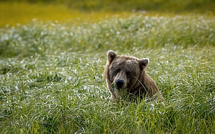 brown bear in the grass HD wallpaper