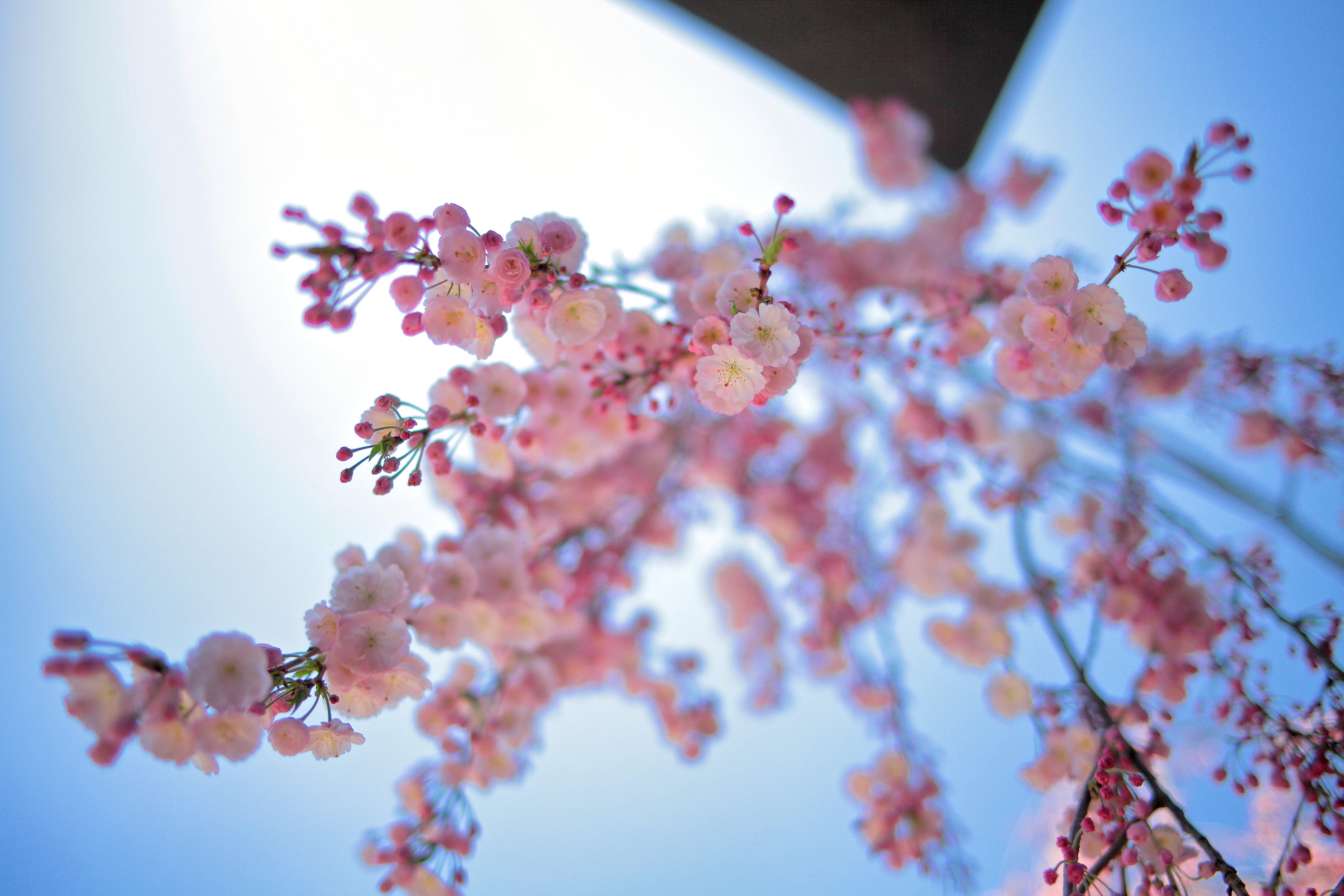 Selective focus photography of pink petaled flowers HD wallpaper ...