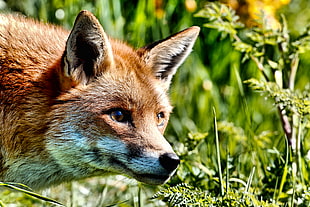 selective focus photography of a fox in the forest HD wallpaper