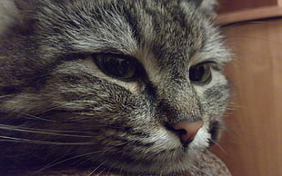 close-up photo of gray tabby kitten HD wallpaper
