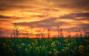 yellow rapeseed flowers under brown and black sky, depth of field, yellow flowers, sunset, flowers HD wallpaper