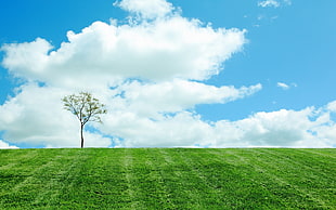 tree on green grassland under cloudy blue sky during daytime HD wallpaper