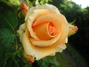 selective focus photography of yellow rose