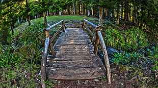 brown wooden bridge, fisheye lens, HDR, bridge, wood