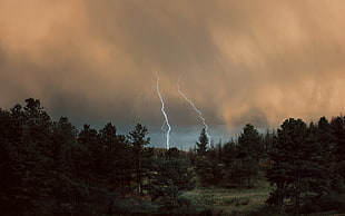 white and black trees painting, lightning, clouds, forest, trees