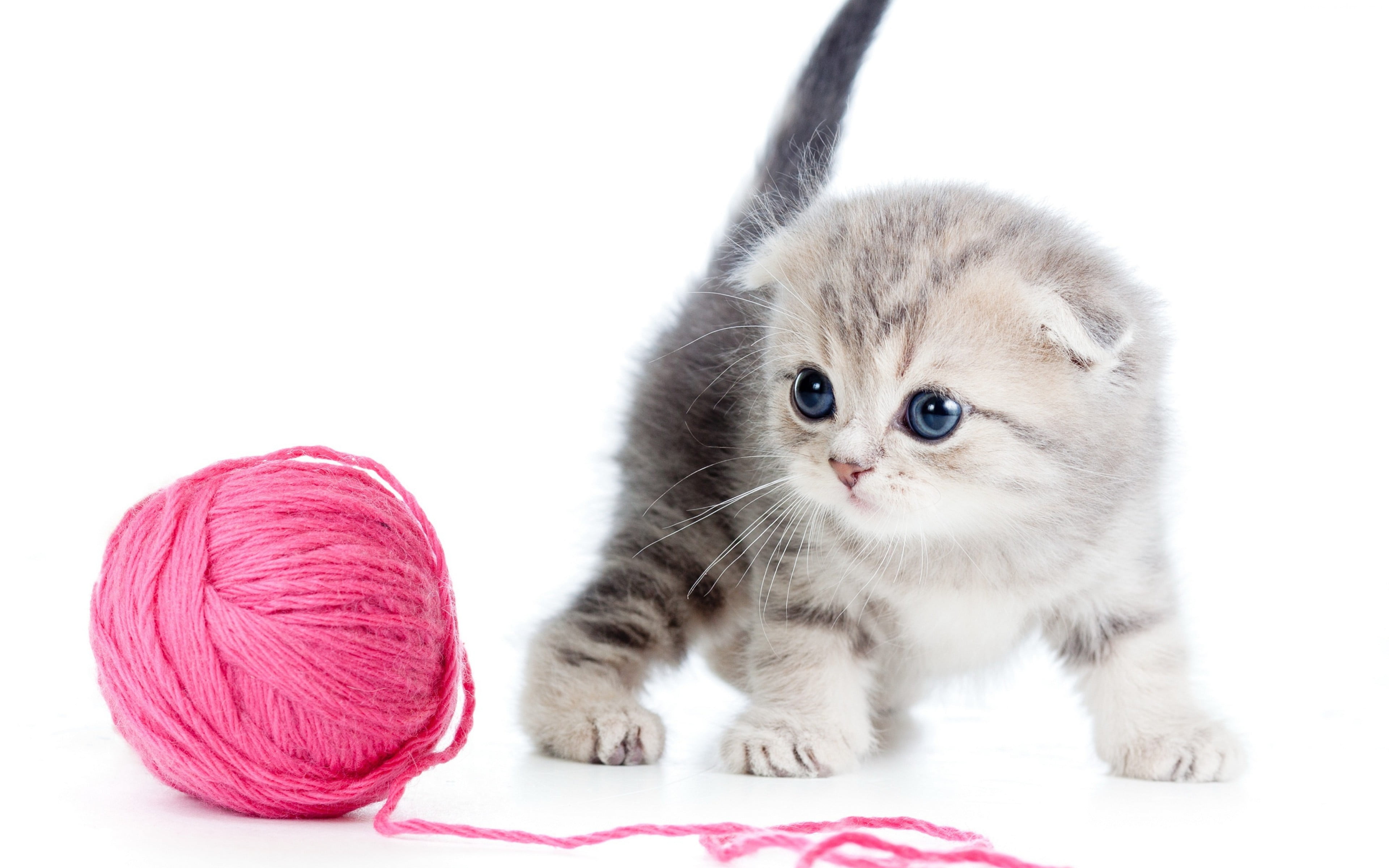 Kitten beside pink yarn HD wallpaper | Wallpaper Flare