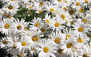 white Daisy flowers in bloom at daytime HD wallpaper