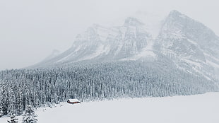 snow covered mountain and trees