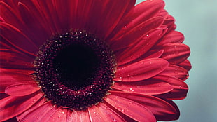 macro photography of red petaled flower with droplets of water