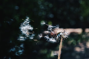 dandelion, Dandelion, Down, Stalk