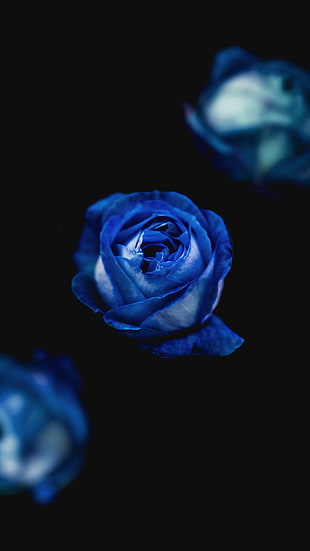 blue rose flower