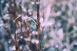 white plant, Branch, Plant, Blur HD wallpaper