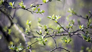 focused photo of a green leaf tree