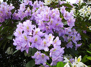 purple Azalea flowers during daytime