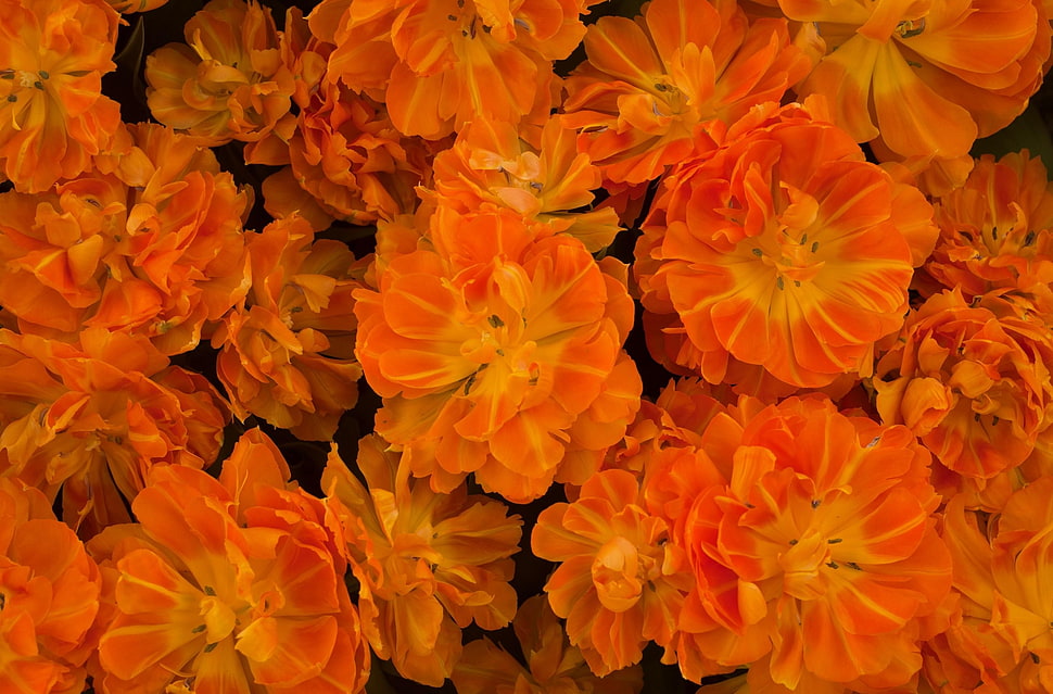 closeup view of orange-and-yellow petaled flowers HD wallpaper