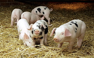 six piglets on the hey HD wallpaper