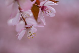 white-and-pink petaled flower HD wallpaper