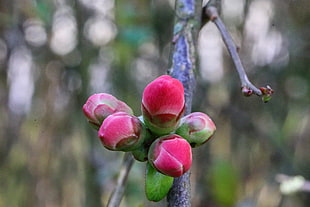 pink cherry blossoms, Buds, Spring, Flowers