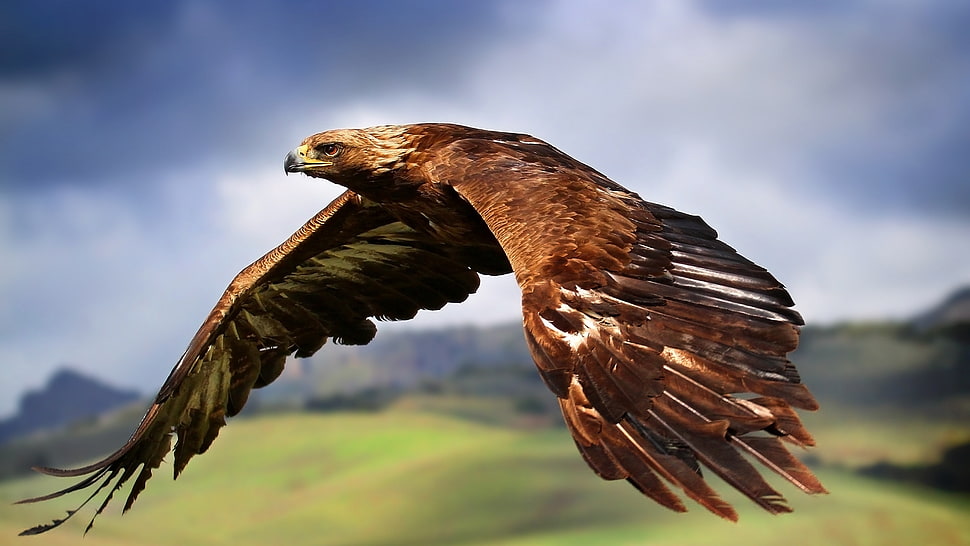 brown eagle HD wallpaper