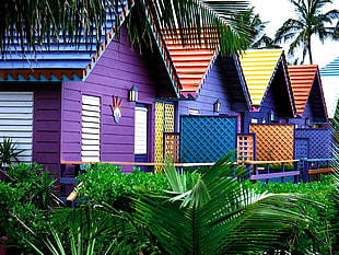 photography of four purple wooden storey houses