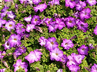 photography of purple petaled flowers HD wallpaper