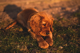 Irish setter puppy, puppies, dog