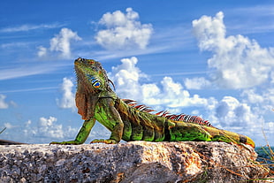 green and brown iguana on brown rock during daytime HD wallpaper