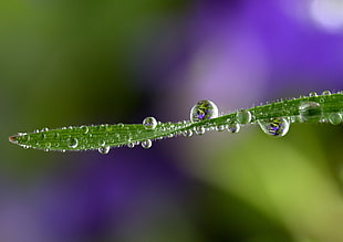 focus photo of green leaf with water dew