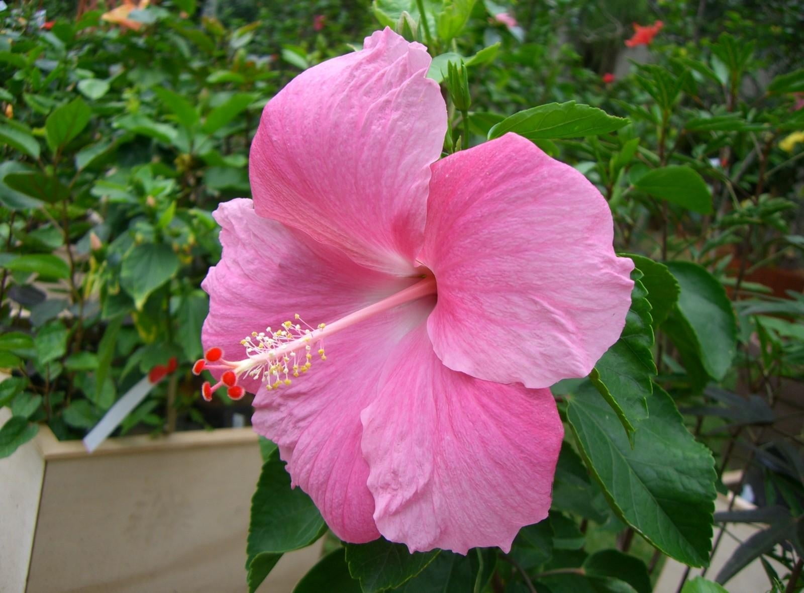 pink hibiscus during daytime