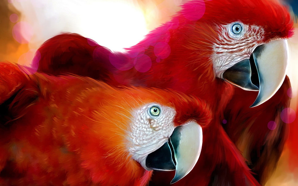 macro photography of two red macaws HD wallpaper