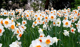 white and yellow flowers HD wallpaper