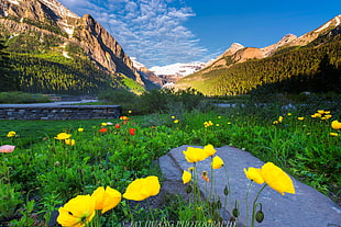 landscape photography of mountain, lake louise HD wallpaper