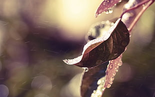 brown leaf dew drop closeup photography HD wallpaper